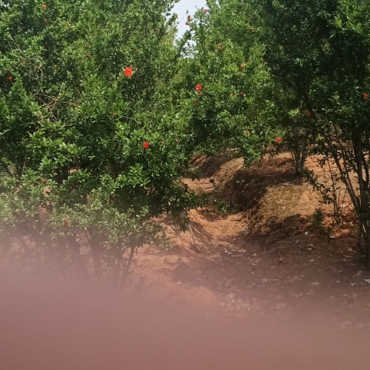 江油市 大量供应花石榴 价格美丽