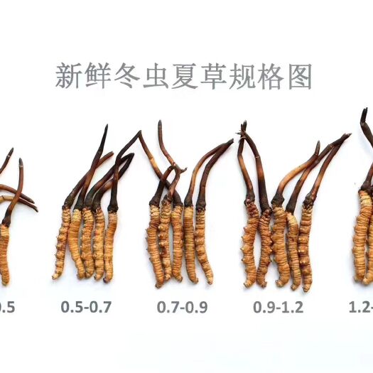 拉萨 新鲜虫草，可供货