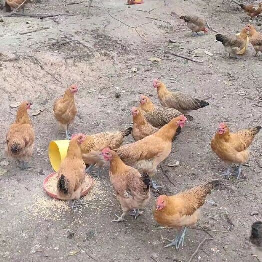 衡阳 青脚土鸡苗