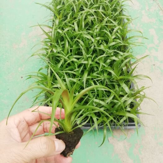广州平头红凤梨盆栽 优质室内观花绿植 平头红星 观赏凤梨科种苗批发
