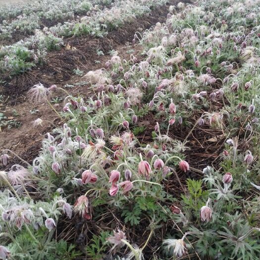 凤城市白头翁种苗 优选种植白头翁（毛菇朵花）品种，抗病高产，买种提供种植技术
