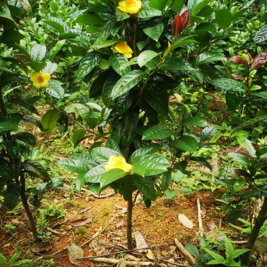 防城港金花茶苗  纯正防普皇后品种金花茶原生种子树