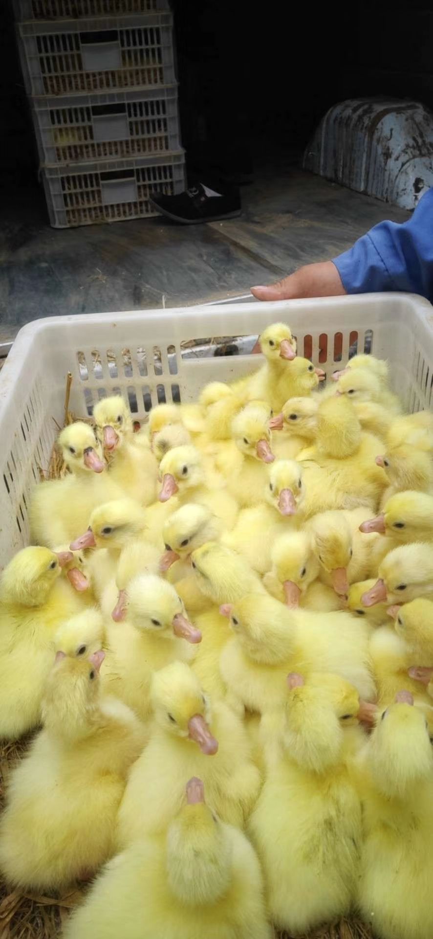  大三花鹅苗