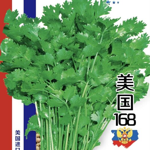 定州市杜绝假货香菜种籽四季香菜籽蔬菜种籽子农家大田大叶芫荽包邮