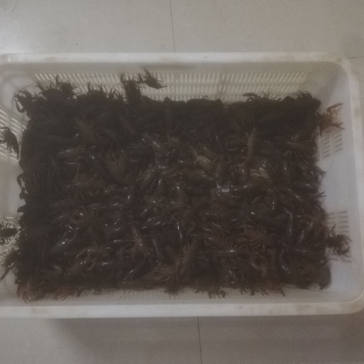 鲜活小龙虾，肉质细腻，底板干净