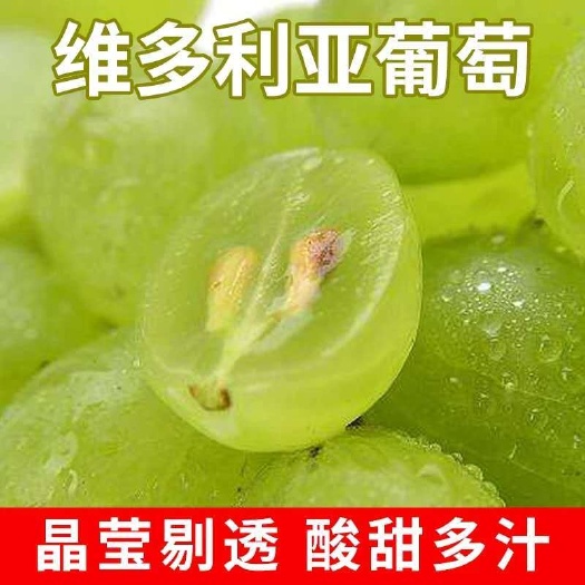 饶阳县 一级维多利亚葡萄 现摘现发，一件代发，批发 零售 价格美丽
