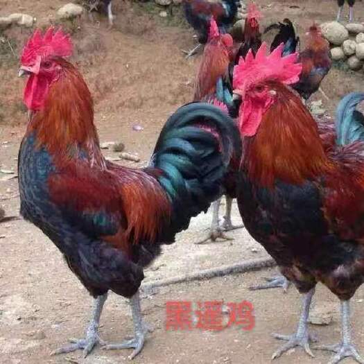 南宁 鸡苗，黑瑶鸡苗，质量保证，包打疫苗