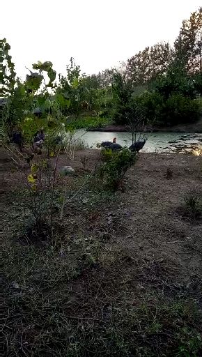  绿色健康新选择---珍珠鸡蛋
