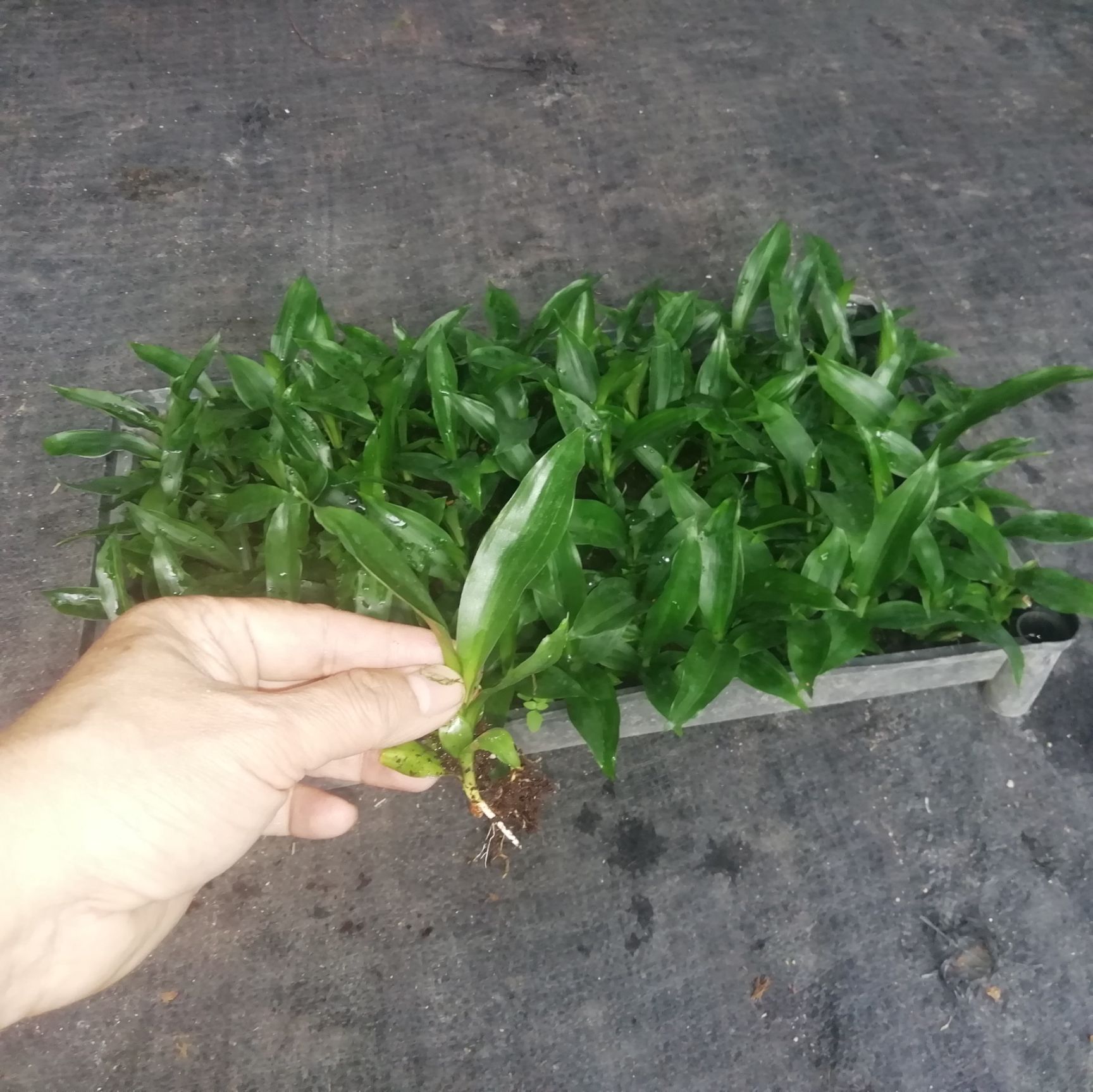 广州也门铁盆栽 大量低价供应室内观叶绿植 直版直叶也门组培苗