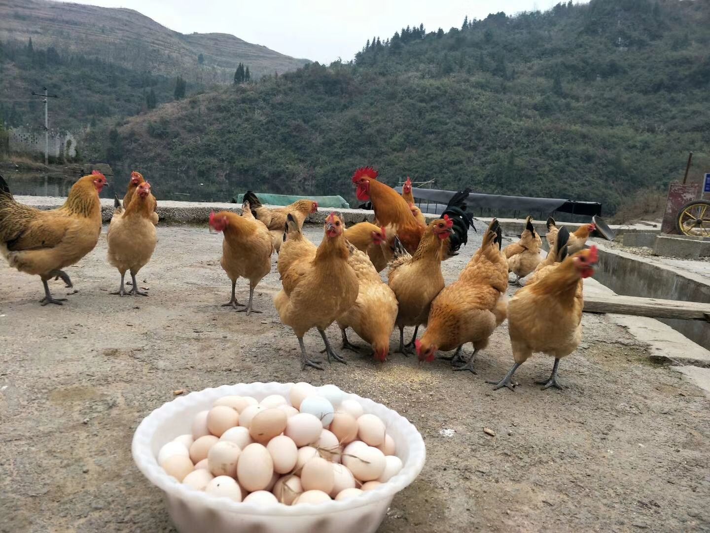 土鸡苗  热销脱温苗青脚土鸡脱温苗青年鸡架子鸡半斤重鸡苗疫苗