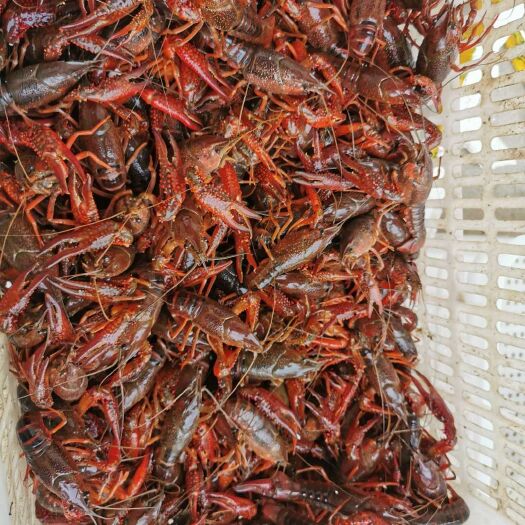 潜江市 活虾潜江小龙虾鲜活龙虾