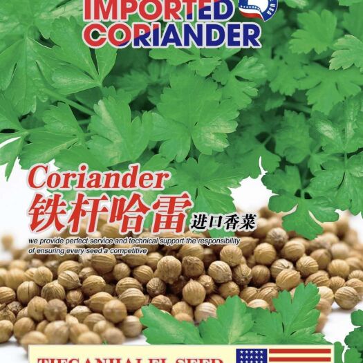 定州市拒绝假货香菜种籽四季香菜籽蔬菜种籽子耐寒抗热大叶芫荽铁杆