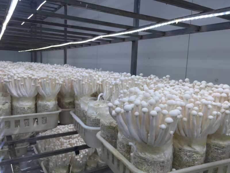  海鲜菇、金针菇、基地直供