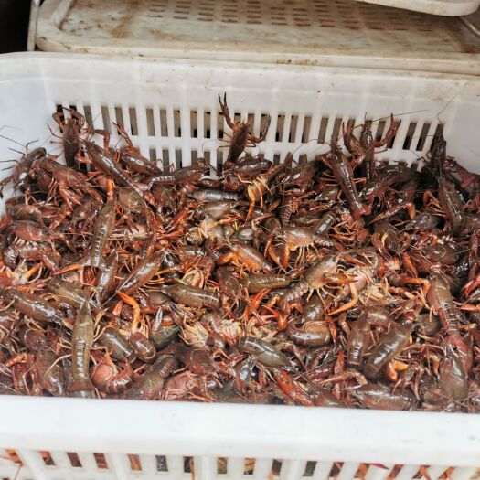 武穴市潜江小龙虾 中青4-5钱，12元一斤，50斤起卖