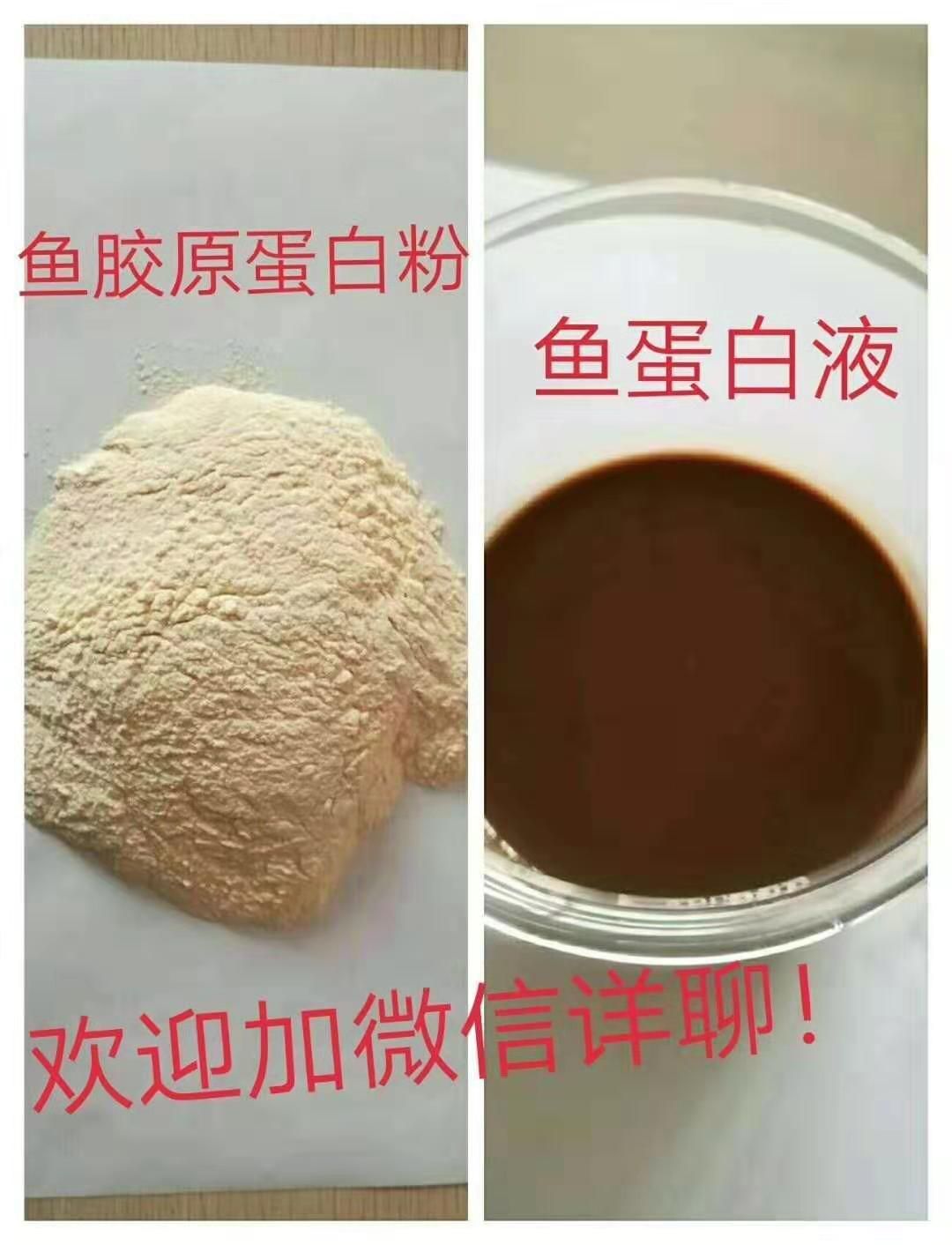  鱼蛋白膏体