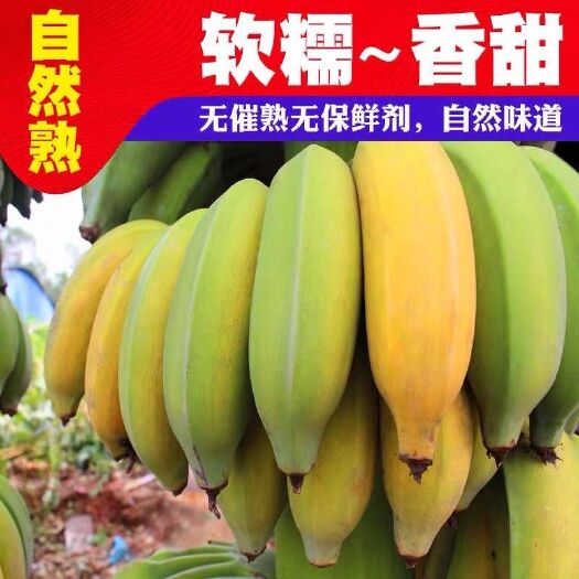 墨江县 云南皇帝蕉高原新鲜贡蕉当季水果小米粉蕉香甜现摘非香蕉芭蕉包邮