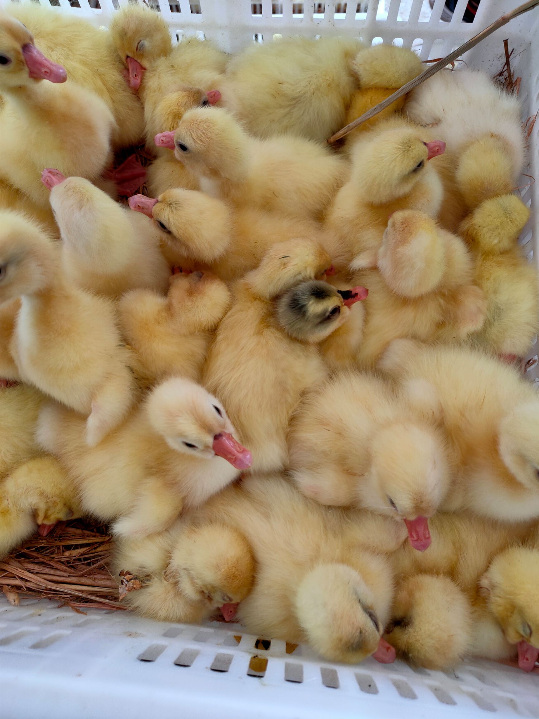 大三花鹅苗  品种纯正 规范防疫  送货上门 技术跟车