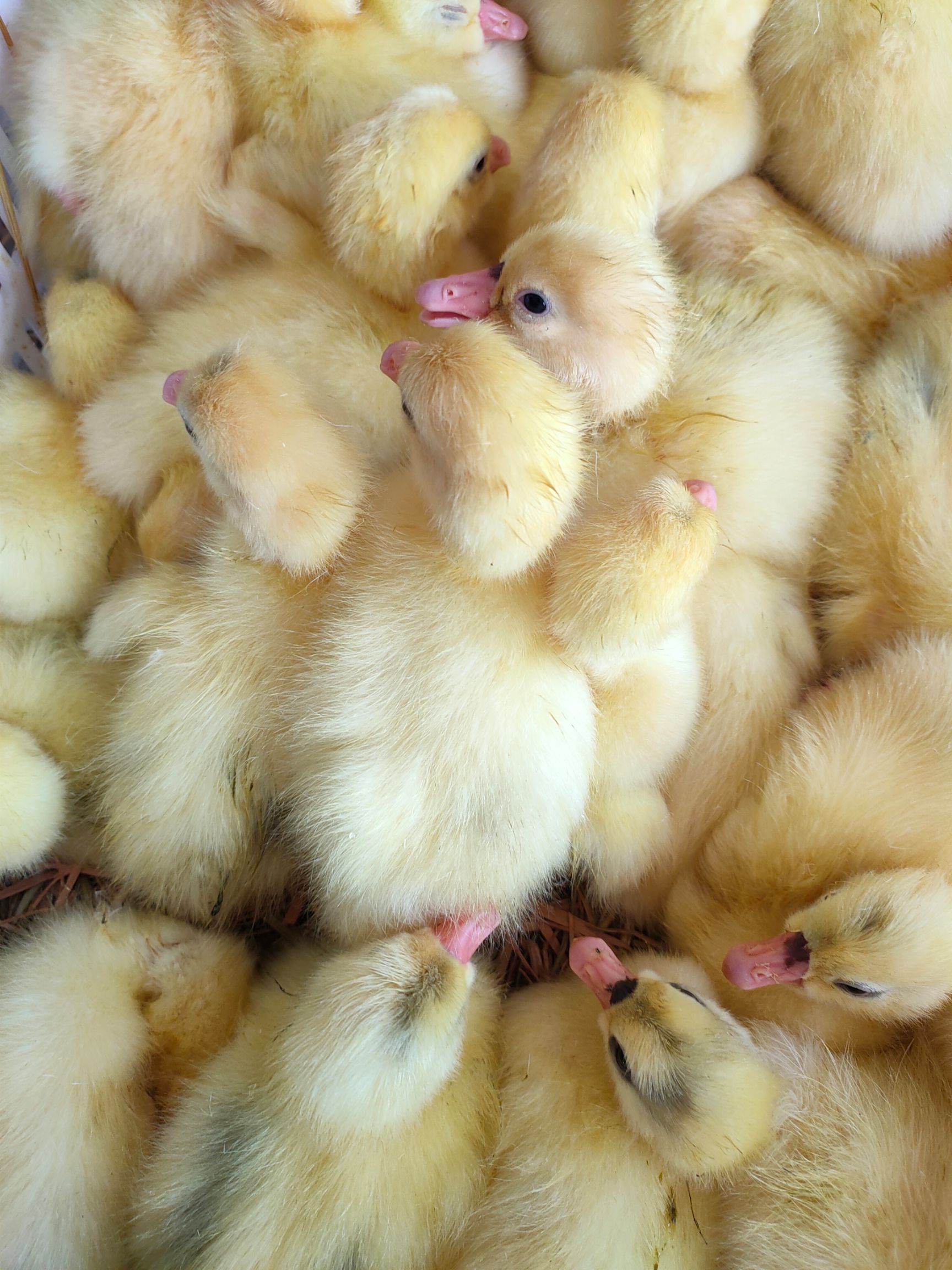 大三花鹅苗  品种纯正 规范防疫  送货上门 技术跟车