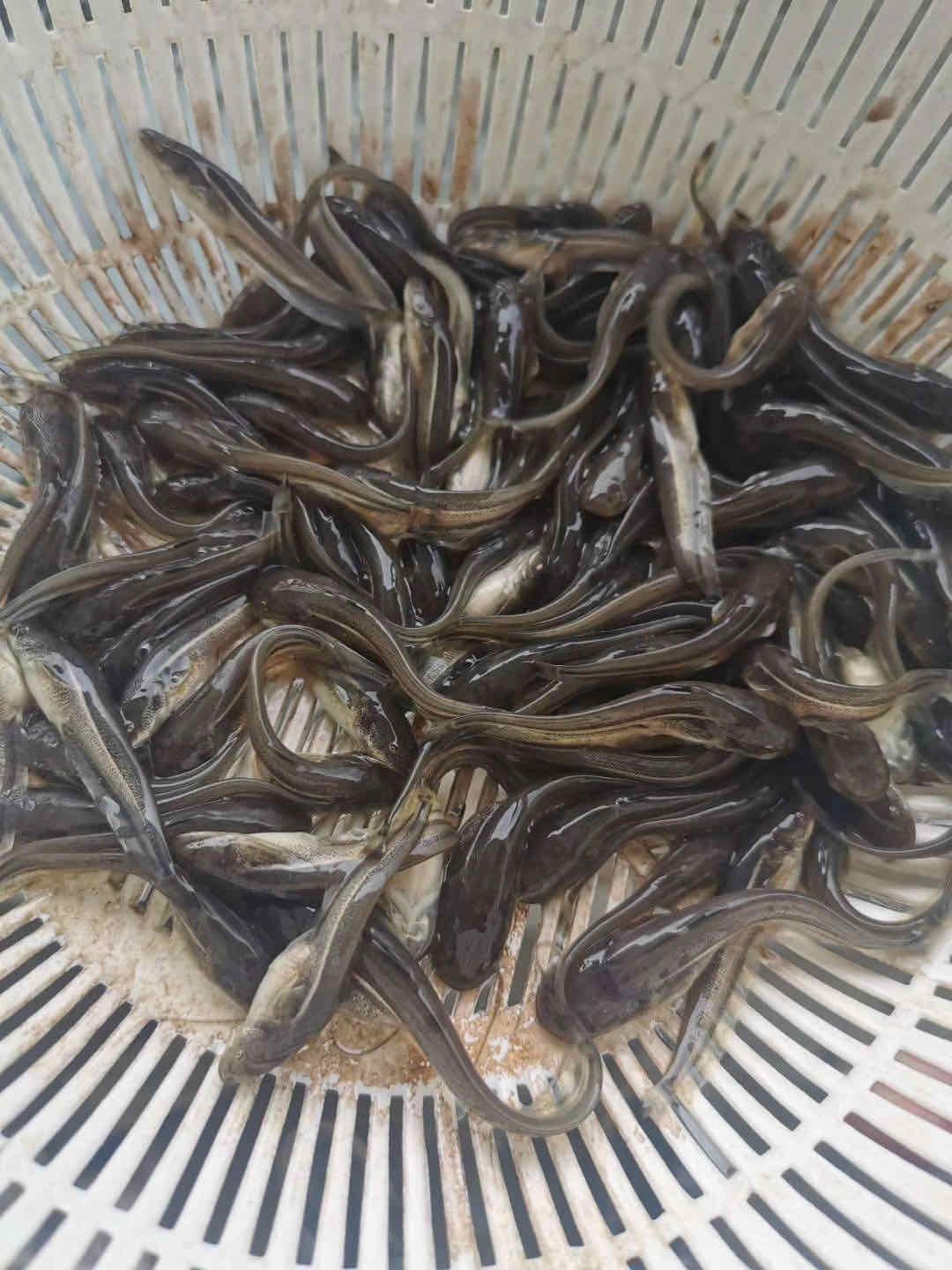 [大口鯰魚苗批發] 大口鰱魚苗 規格齊全 保存活 基地直銷 技術指導