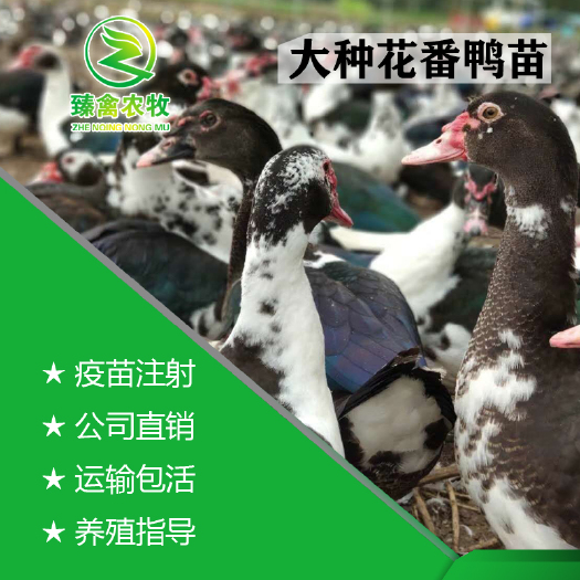 南宁 花番鸭统苗现货，可达10斤左右，基地孵化，出壳包打疫苗