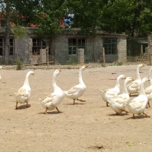 泌阳县 肉鹅大白鹅210天600只数量有限一次走完价格美丽
