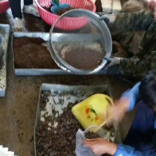 佳木斯冻虾蛄 打包装箱