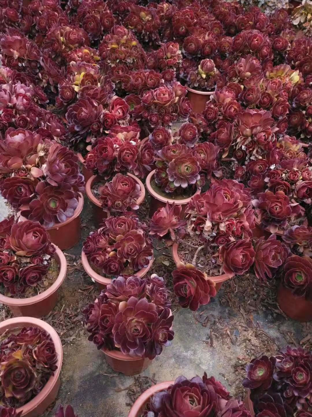 玫瑰法师 荷兰玫瑰