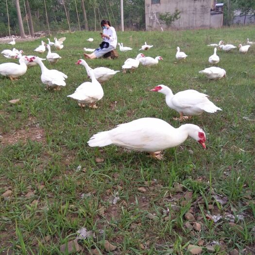 灵璧县 荒山全散养300天潘鸭，肉质鲜美。
