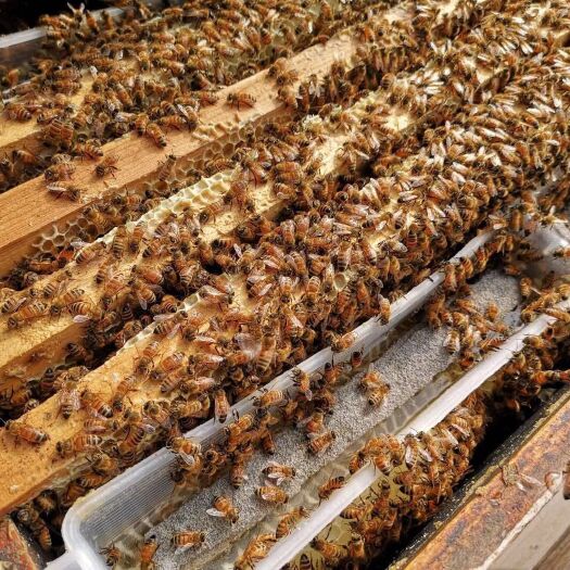 十堰 供应农家自养蜂蜜， 汉江边天然放养。2斤起包邮！