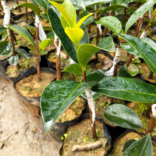 高州市山茶花 红山茶