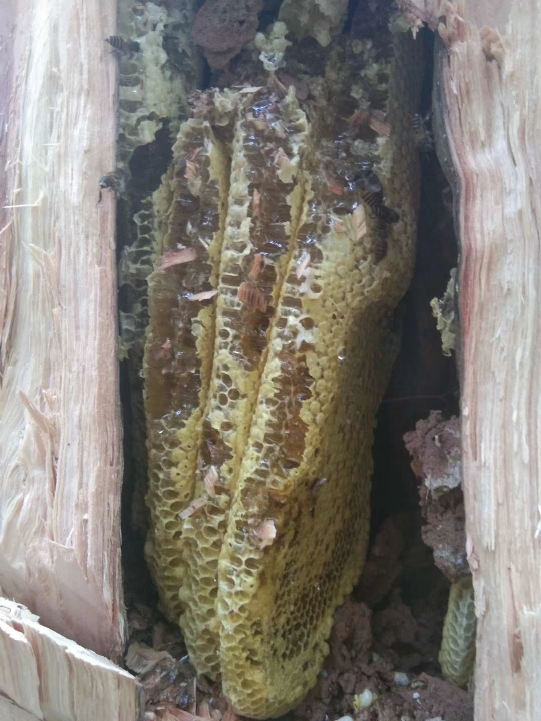  天然云南普洱深山树洞蜂蜜，百花蜜，假一赔十，不好吃免费退货