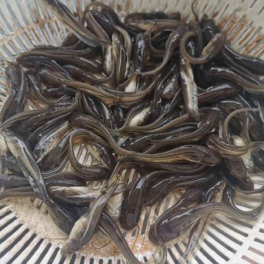 修文县 大口鲢鱼苗 规格齐全 保存活 基地直销 技术指导
