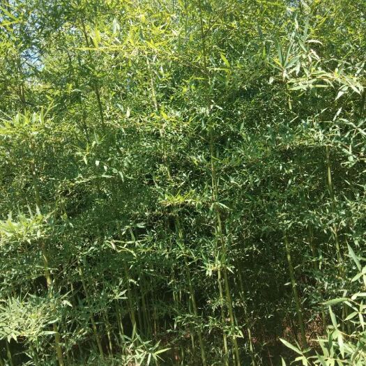 贵溪市雷竹