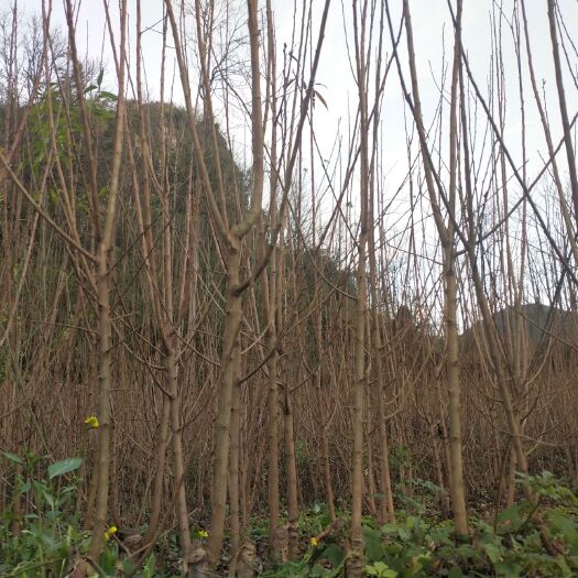 镇宁县蜂糖李树苗 贵州  六马蜂糖李原产地树苗