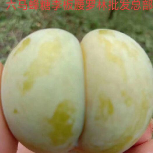 镇宁县六马蜂糖李@贵州镇宁六马蜂糖李源
