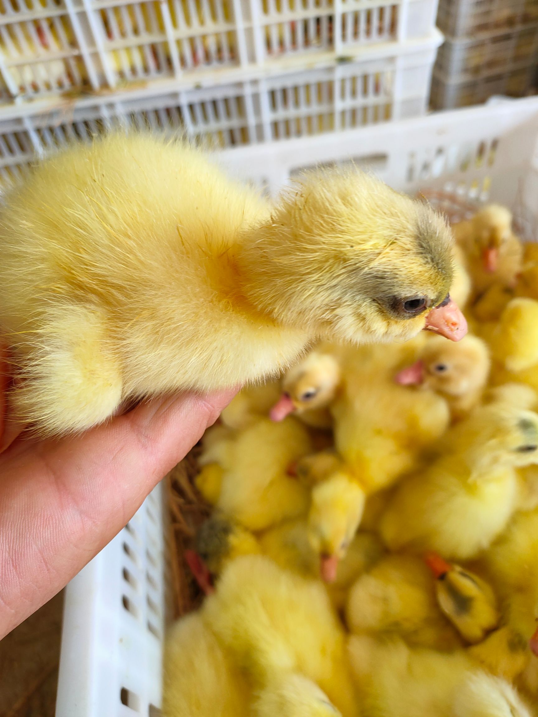 大三花鹅苗  品种纯正 规范防疫  送货上门 技术跟车