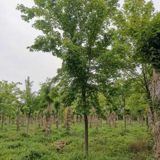 广水市五角枫 各种规格都有