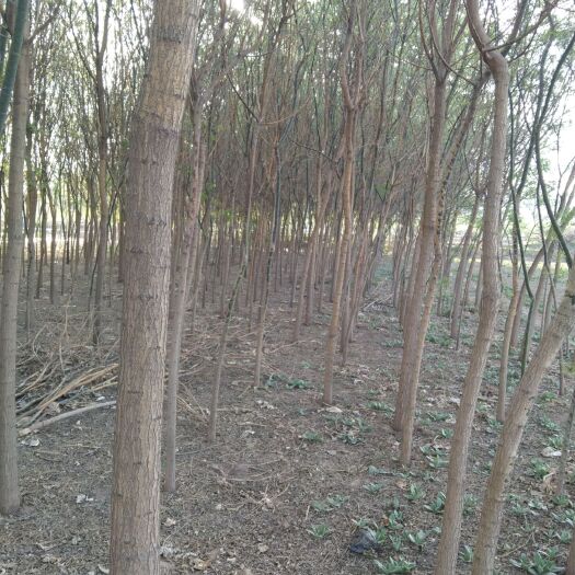 会宁县出售国槐树，4－10，白杨树