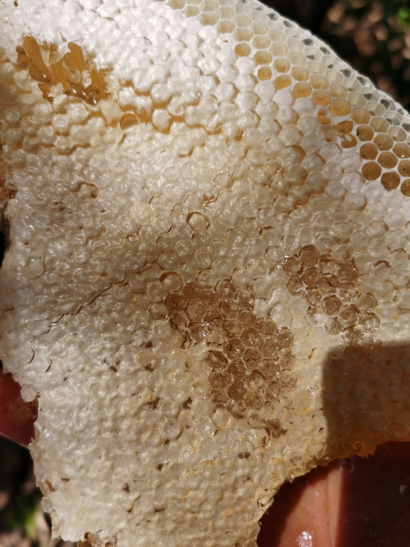  天然云南普洱深山树洞蜂蜜，百花蜜，假一赔十，不好吃免费退货