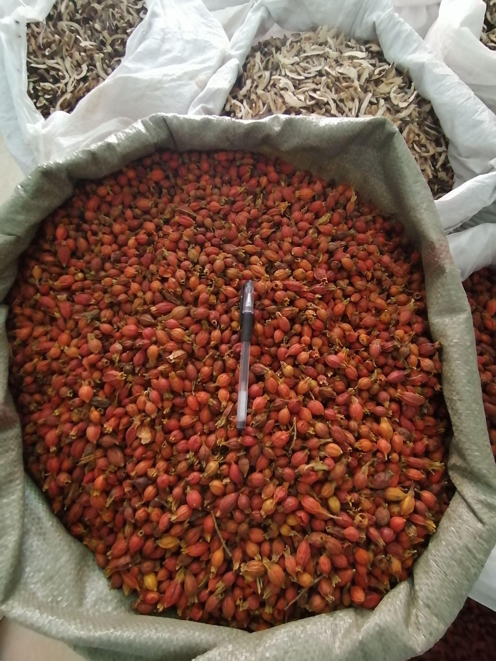 江西圆果小栀子，量大从优【鲁赣药材站】