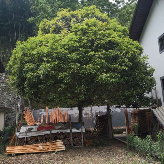 桐庐县 精品桂花树