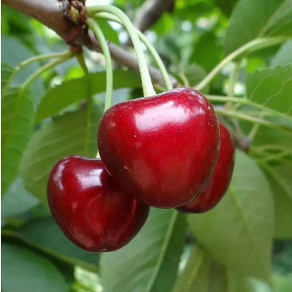 早大果樱桃 26-28mm 18-20g