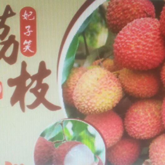 化州市 荔枝 新鲜妃子笑当季果园现摘荔枝