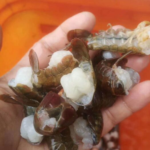 洪湖市龙虾尾 2-3个月