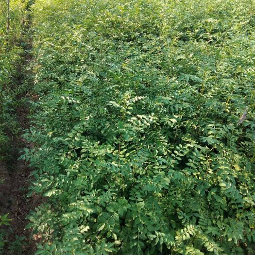 苍溪县 花椒苗