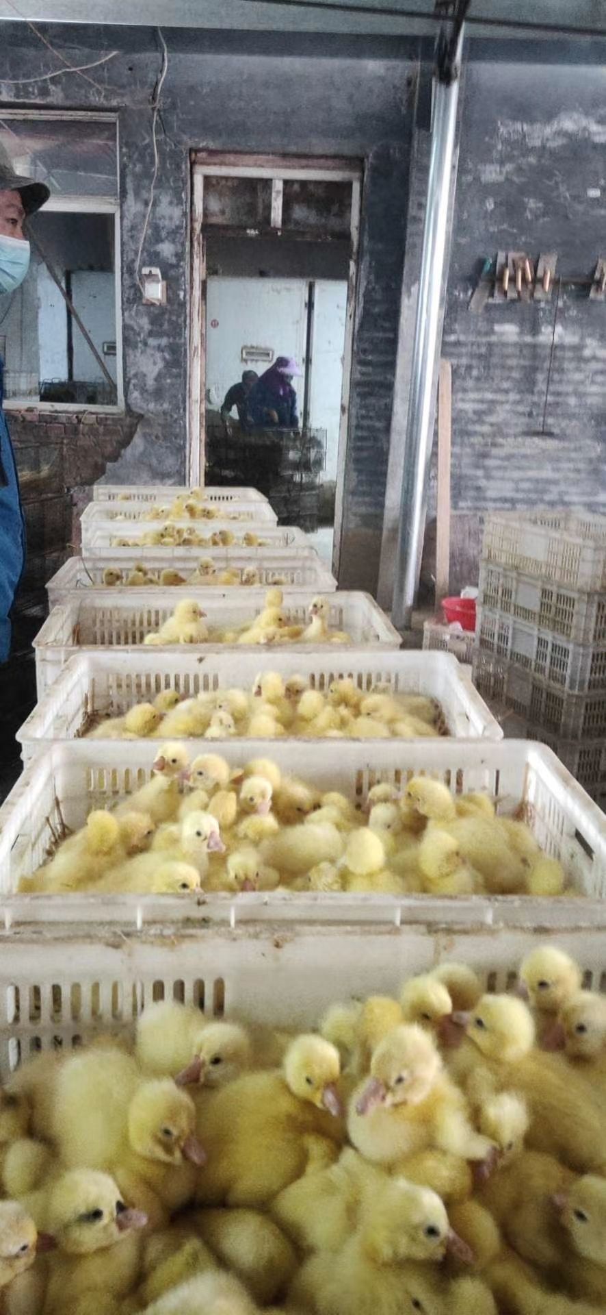  大三花鹅苗