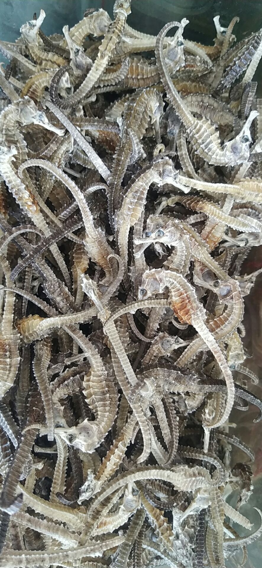  海参，虫草，燕窝批发