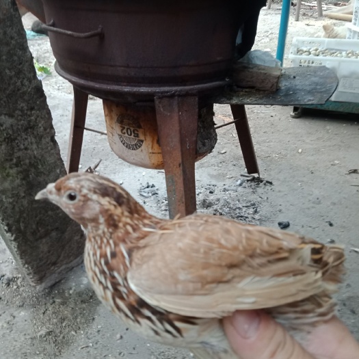 玉林 鹌鹑
