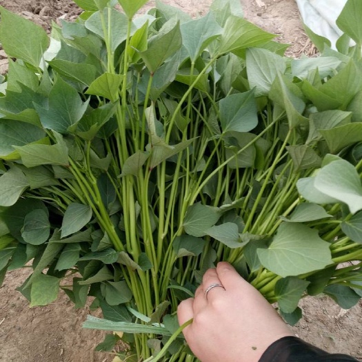 西瓜红红薯苗