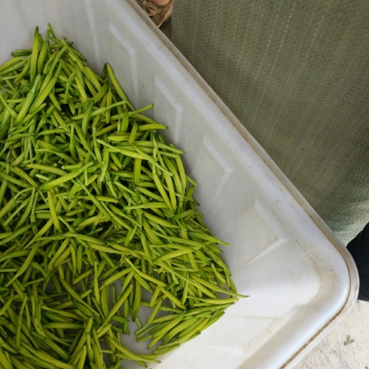 新泰市 新鲜的黄花菜现在大量上市